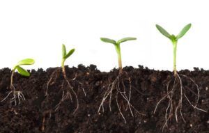 Cuáles son las funciones principales de las raíces en las plantas 11 raices de una planta en crecimiento