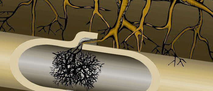 Cómo destruir raíces en tuberías 3 Raíces creciendo en tubería de drenaje