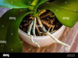 raices jovenes y saludables de la orquidea de la phalaenopsis en la maceta de flores plantas transplantadoras jardineria en el hogar concepto de cuidado de plantas 2j5fpbt