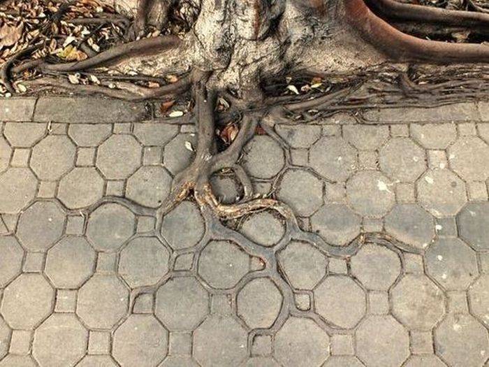 Reparación de suelo dañado por raíces