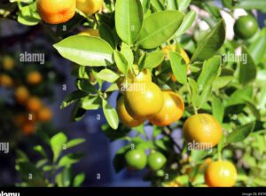 rama de naranjo brotando con frutas maduras