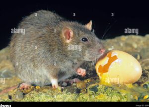 rata comiendo huevos de gallina