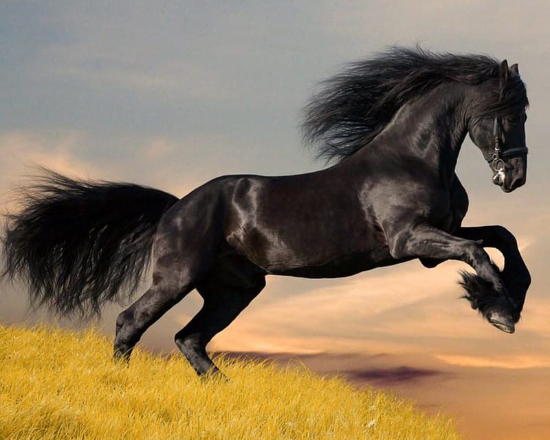 Caballo árabe frente a otras razas equinas