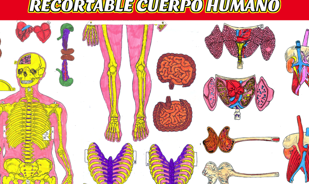 Recorta y pega: Descubre partes del cuerpo en recortables