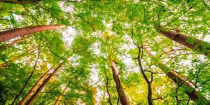 recursos forestales