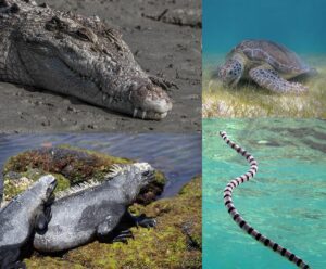 reptiles de diferentes especies en agua