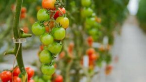 riego adecuado para tomates y pimientos saludables