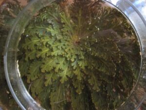 rosa de jerico sumergida en agua y abierta