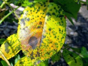 rosal con hojas amarillas y manchas marrones