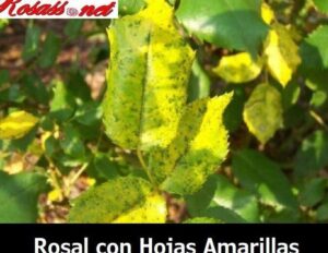 rosales con hojas amarillas y saludables