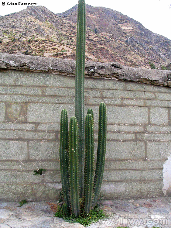 Cactus San Pedro en su hábitat natural