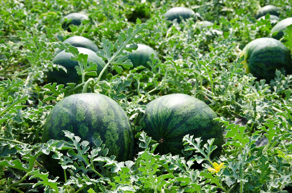 Variedades de sandía en campo cultivado