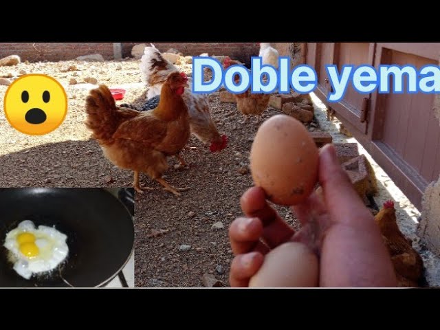 Gallina poniendo huevo de doble yema