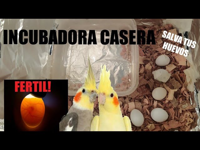 Incubadora casera para huevo de ninfa