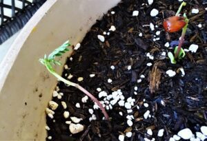 semillas de paraiso germinando en tierra