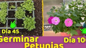 Descubre cuánto tiempo tardan las semillas de petunias en germinar 4 semillas de petunias germinando en maceta