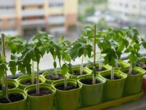 semillas de tomate en un vaso de agua