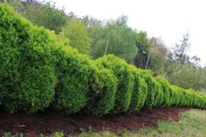 seto de arbustos creciendo rapidamente formando un cerco
