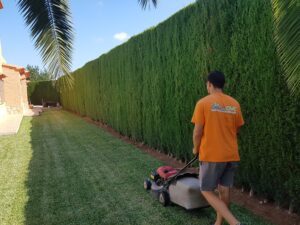 seto de cipreses a la altura adecuada