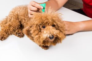 shutterstock 361789493 bilua