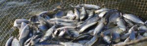 Sobrepesca: causas, consecuencias y soluciones para salvar nuestros mares 16 sobrepesca causas consecuencias y soluciones para salvar nuestros mares