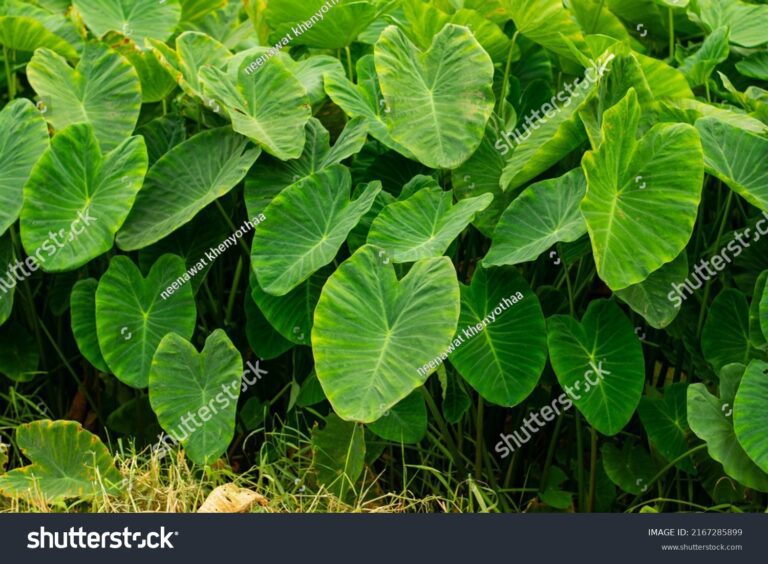 Qué Son Plantas De Hoja Ancha Un Vistazo A Su Biología Y Ecología