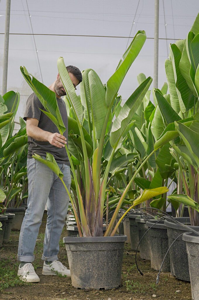 Cuánto crece una Strelitzia Augusta