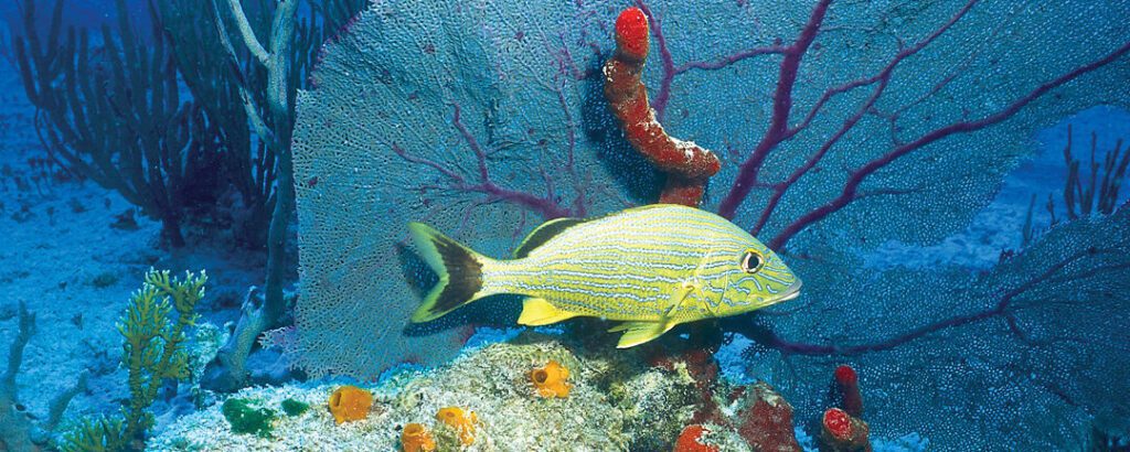 sumergete en la diversidad conoce los tipos de biomas acuaticos
