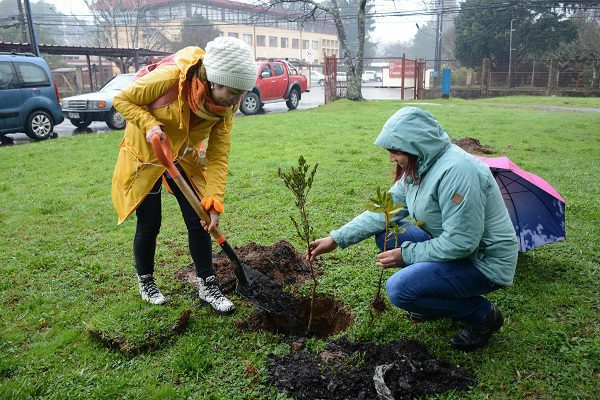 Plantando árboles cerca de una casa