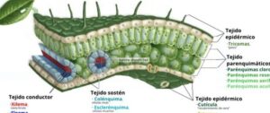Explorando los diferentes tipos de tejidos vegetales: una guía completa 34 tejidos vegetales