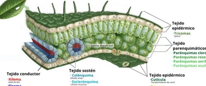Explorando los diferentes tipos de tejidos vegetales: una guía completa 8 Explorando los diferentes tipos de tejidos vegetales: una guía completa