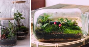 terrario de plantas cerrado paso a paso