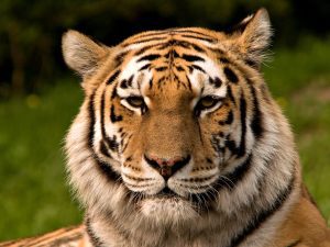 tigre