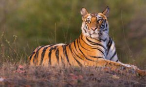 tigre de bengala en peligro de extincion