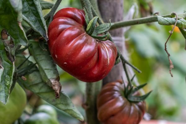 Variedades de tomates en la planta