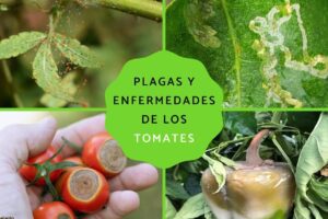 tomate con manchas blancas siendo tratado con cuidado