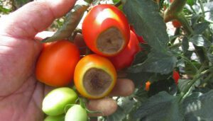 tomate con pudricion en su parte inferior