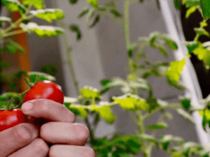 tomate creciendo junto a una botella de leche