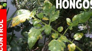 tomates con azufre y salud en primer plano