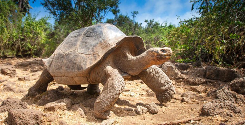 Tortuga en su hábitat natural