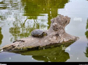 Tortugas de agua fuera del agua: descubre cómo pueden sobrevivir 8 tortuga de agua descansando en un tronco