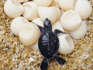 tortuga de tierra depositando sus huevos en arena