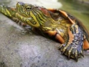 tortuga resistiendo fuera del agua por largo tiempo