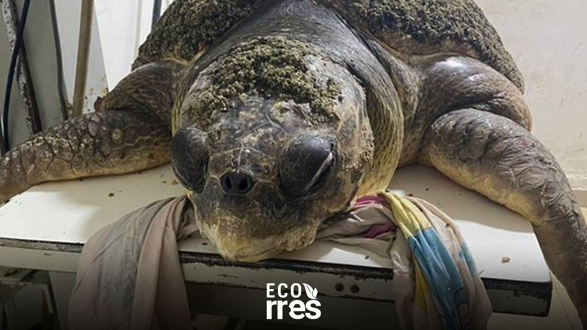 Tortuga muerta y su caparazón deteriorado