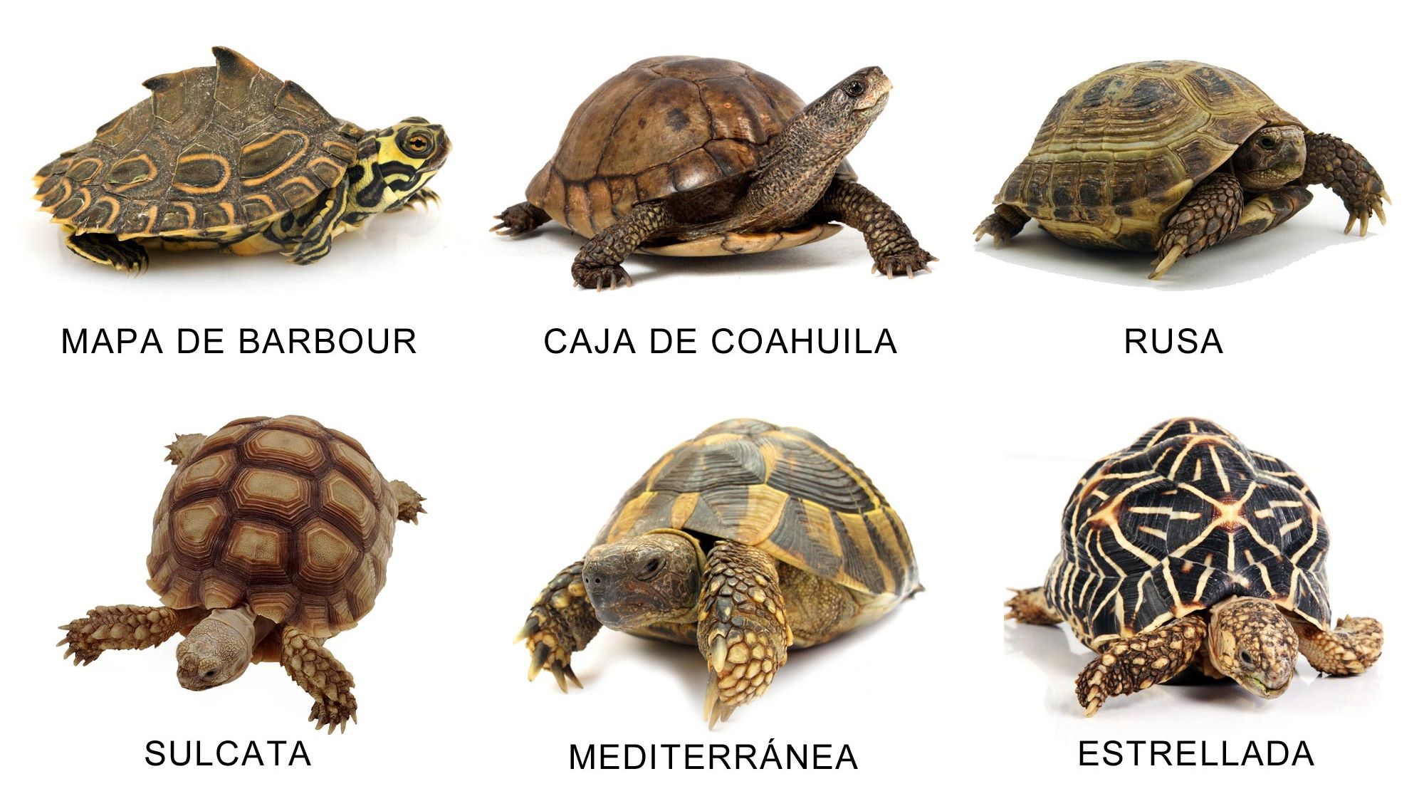 Diversos tipos de tortugas comunes