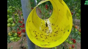 trampa casera para eliminar la tuta del tomate