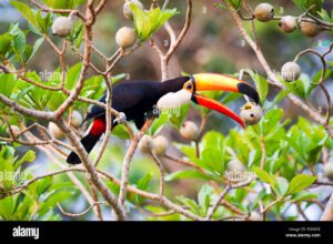 tucan comiendo fruta tropical colorida