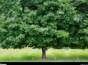 un arbol frondoso en un jardin sombreado
