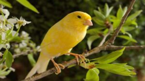 un canario de colores vibrantes en vuelo