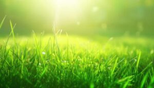 un cesped verde y vibrante